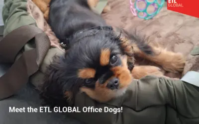 Meet the ETL GLOBAL Office Dogs!